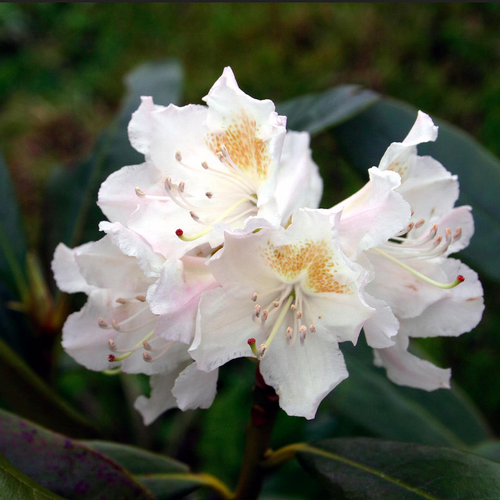 roseum pink rhododendron Roseum Elegans Rhododendron