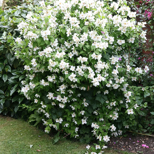 Philadelphus Belle Etoile Shoot