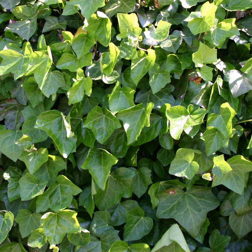 Hedera hibernica - Shoot