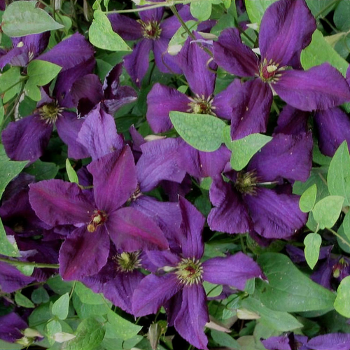 2x Clematis Polish Spirit – Piante Rampicanti Blu-Viola, Perenni E Resistenti Al Freddo (Vaso 1.5L) - 3