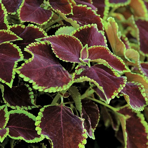 Coleus, Chocolate Mint