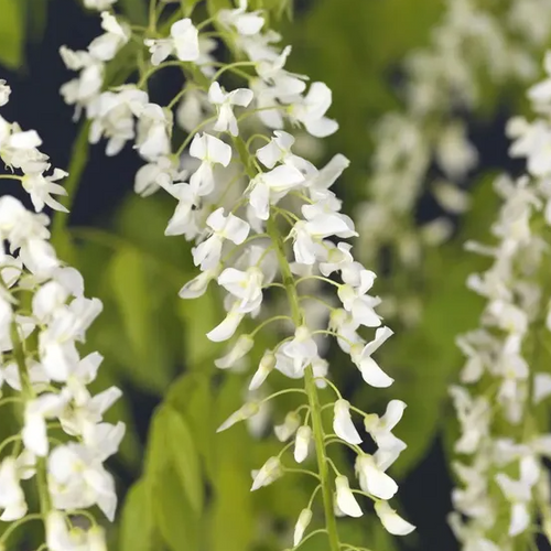Wisteria floribunda f. alba 'Shiro-noda' - Shoot
