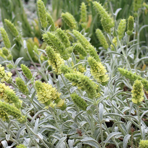 Sideritis scardica - Shoot
