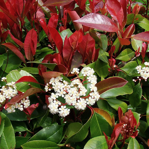 Photinia x fraseri 'Robusta Compacta' - Shoot