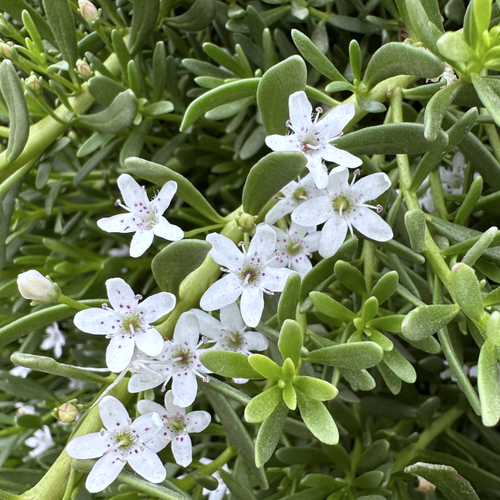 Myoporum parvifolium - Shoot
