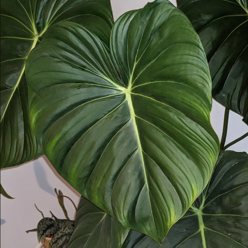pleomele plant Dracaena Reflexa main image 0