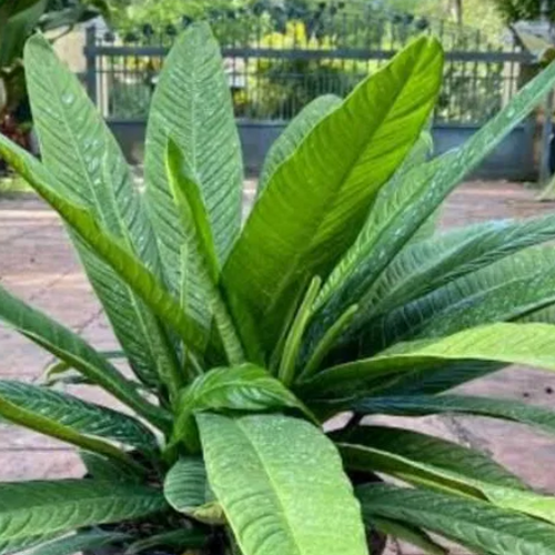 Philodendron campii - Shoot