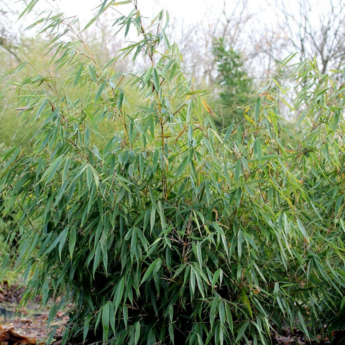 Fargesia robusta 'Formidable' - Shoot