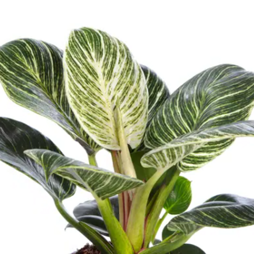 Philodendron 'Zebra' - Shoot