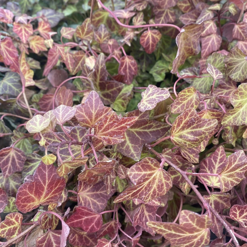 Hedera helix 'Atropurpurea' - Shoot