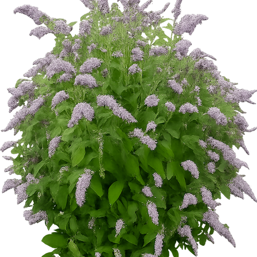 wisteria fake flowers 31