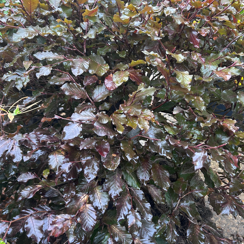 Fagus sylvatica Atropurpurea Group - Shoot