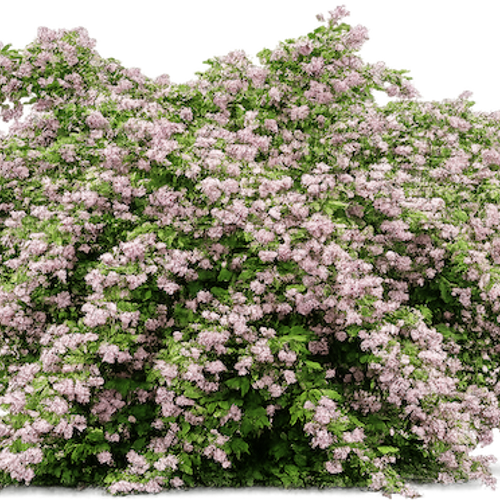 Deutzia x hybrida 'Strawberry Fields' - Shoot