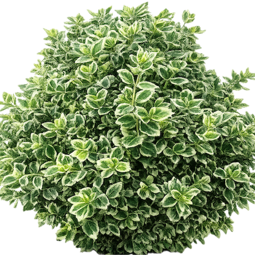 eureka plants Eureka Lemon Tree main image 0