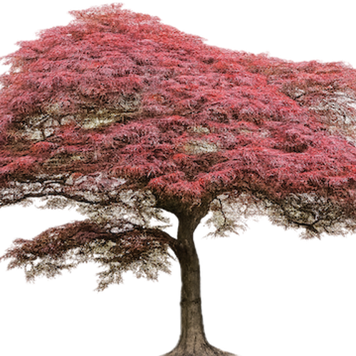 bonsai tree game Bonsai Balance Game main image 1