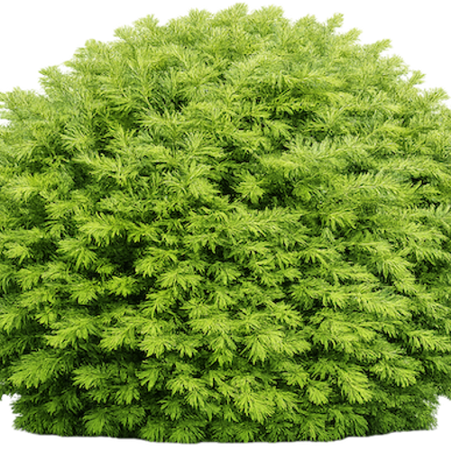 Taxus baccata 'Renke's Kleiner Grner' - Shoot