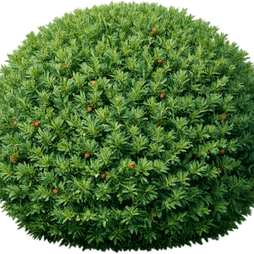 erdbeeren zimmerpflanze Erdbeere 'Toscana' (x3) - Fragaria x ananassa toscana
