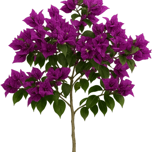 Bougainvillea spectabilis 'Vera Deep Purple' - Shoot