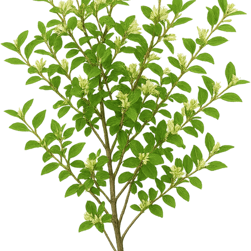 cardamom plant Green Cardamom Live Plant - 1 gallon pot