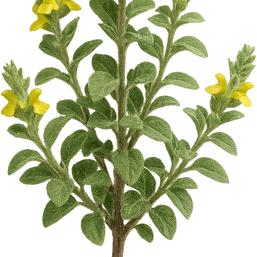 Sideritis scardica - Shoot