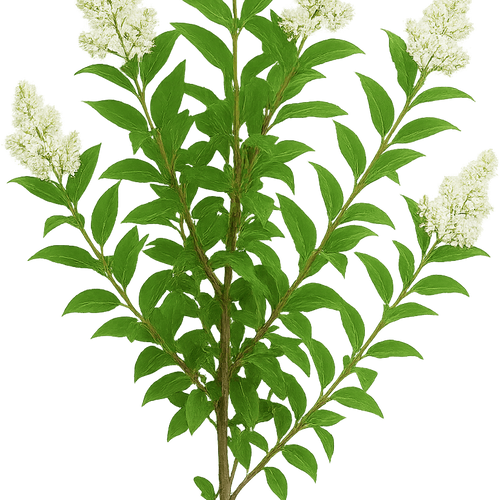 Ligustrum vulgare 'Straight Talk' - Shoot