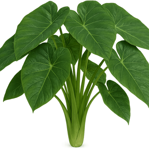 care of philodendron xanadu Philodendron Xanadu – Plants-Zen main image 0