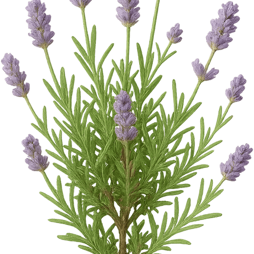 Lavandula angustifolia 'Thumbelina Leigh' - Shoot