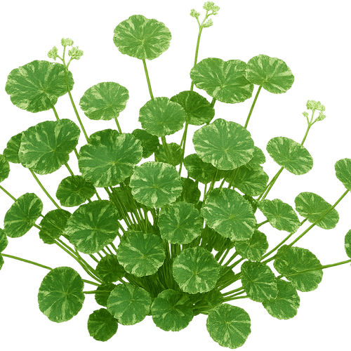 Hydrocotyle sibthorpioides 'Crystal Confetti' - Shoot