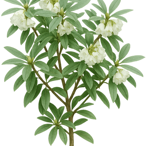 Rhododendron 'Silver Sword' - Shoot