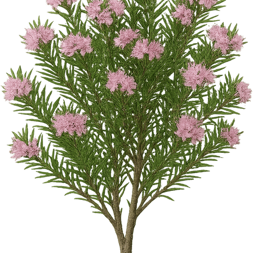 thuja brabant 180 200 günstig Thuja occidentalis 'Brabant' Konifere (Lebensbaum) | 180-200 cm mit  Wurzelballen main image 1