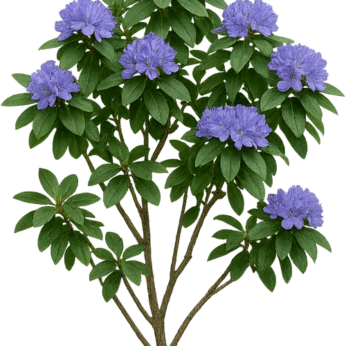Rhododendron oreotrephes 'Bluecalyptus' - Shoot