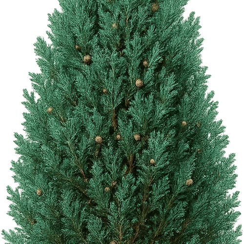 Chamaecyparis lawsoniana 'Ellwoodii' - Shoot