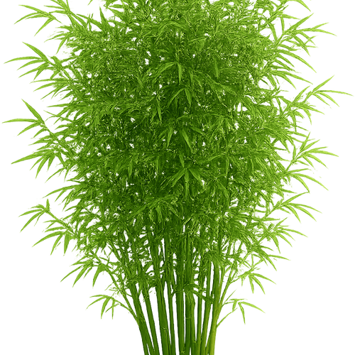 Fargesia robusta 'Campbell' - Shoot