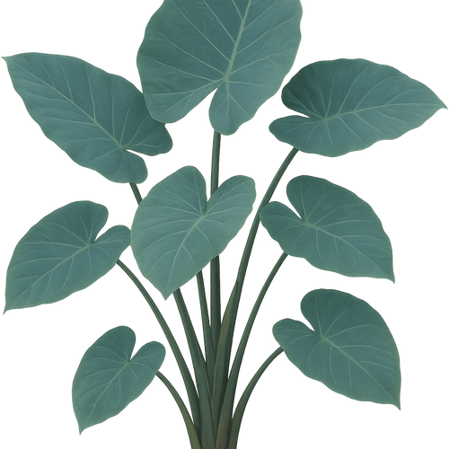 money trees plant shop Buy Best Single Trunk Money Tree