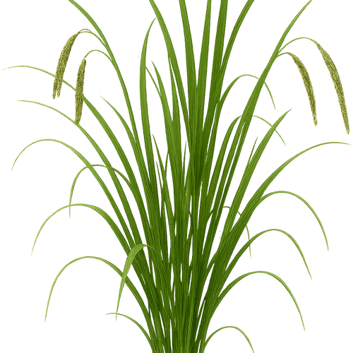 compo sana blumenerde leicht COMPO SANA Qualitäts-Blumenerde kaufen main image 1