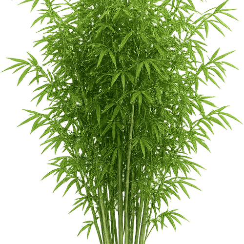 wolfsmilch kaktus Wolfsmilch Kaktus (Euphorbia Acrurensis) online kaufen – MyZimmerpflanze.de main image 0