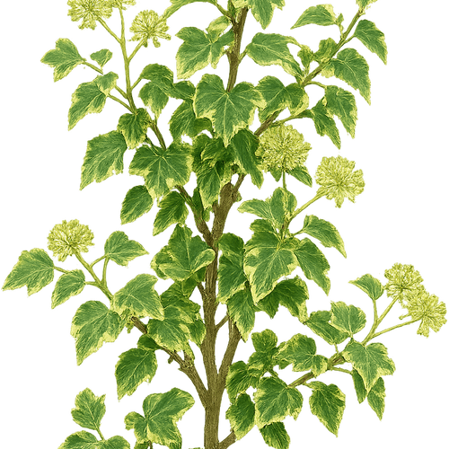ehrenpreis kriechend Kriechender Ehrenpreis Veronica repens