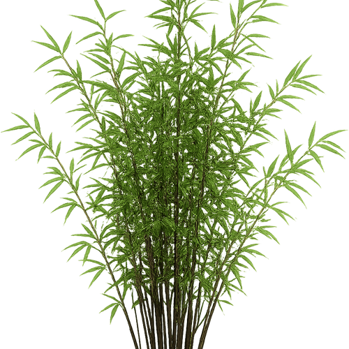 Fargesia nitida 'Black Pearl' - Shoot