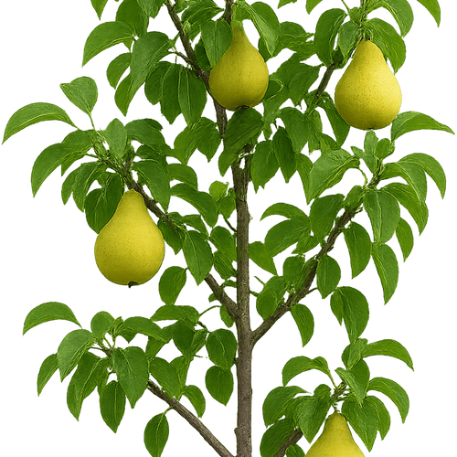 Pyrus communis 'Doyenne du Comice' - Shoot