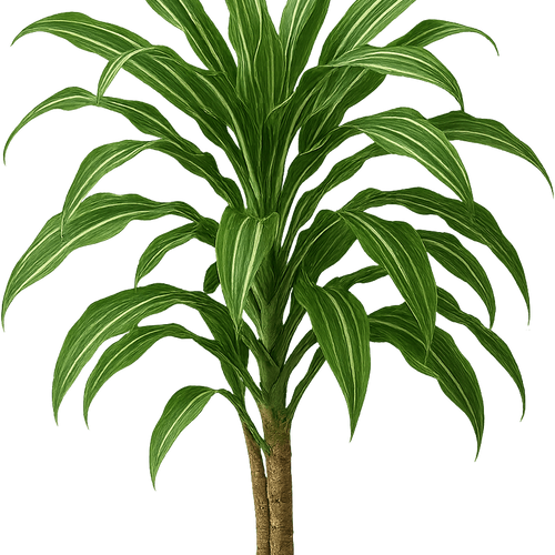 glückskastanie größe Pachira aquatica main image 1