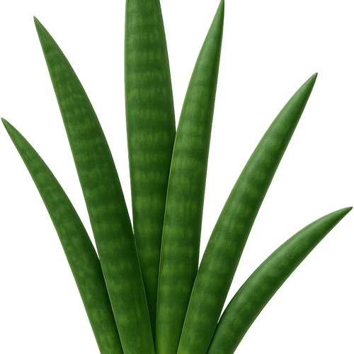 Sansevieria aubrytiana - Shoot