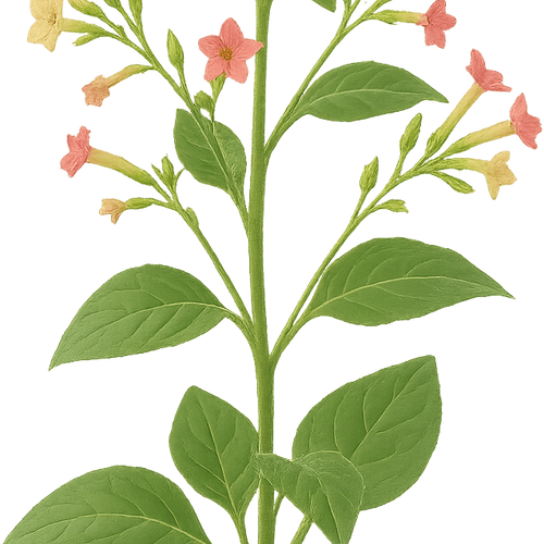 Nicotiana x sanderae 'Little Nicky' - Shoot