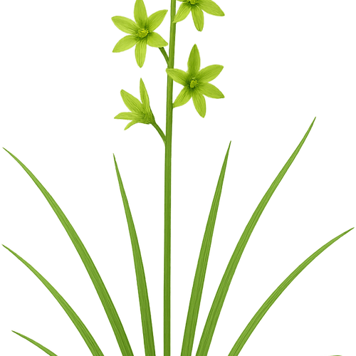 Ixia viridiflora - Shoot