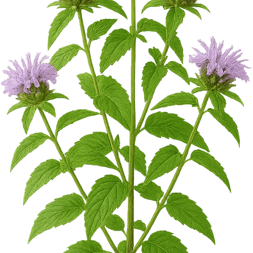 Monarda 'Earl Grey' - Shoot
