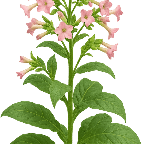 Nicotiana x hybrida 'Tinkerbell'