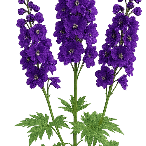 Delphinium 'Aurora Deep Purple' (Aurora Series) - Shoot