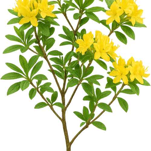 Rhododendron taliense 'Honigduft' - Shoot