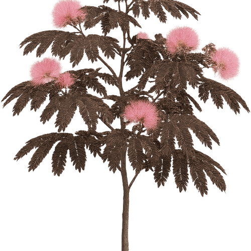 Albizia julibrissin 'Summer Chocolate' - Shoot