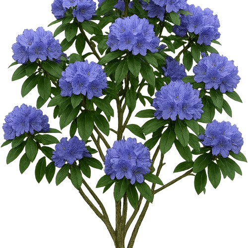 rhododendron für grab Premier Plant Solutions 11931 Rhododendron Nova Zembla, 3 Gallon main image 0