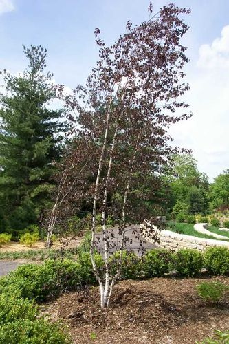 Royal Frost Birch Tree